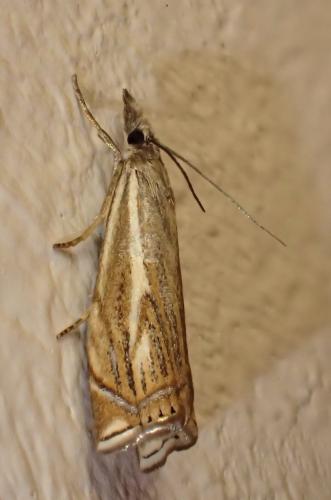 Réf. 232 394 : Crambus lathoniellus